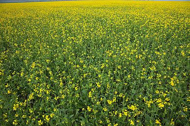 《怪物猎人：荒野》steam在线人数超98万 突破历史记录