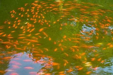 与腾讯签署合作协议 长虹佳华宣布成为国行Switch大陆总代理